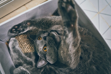 猫-动物-铲屎官-小动物-宠物 图片素材