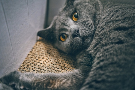 猫-动物-铲屎官-小动物-宠物 图片素材