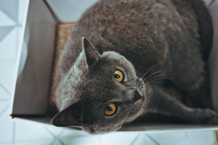猫-动物-铲屎官-小动物-宠物 图片素材