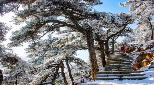 户外-雪-树-古树-蓝天 图片素材