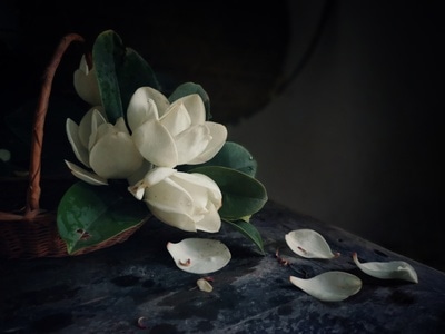 玉兰花-手机静物摄影-光与影-植物-花 图片素材