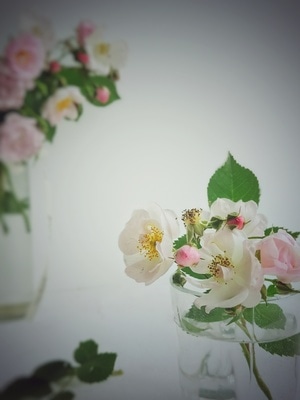 手机静物摄影-极简-鲜花-花卉-花 图片素材