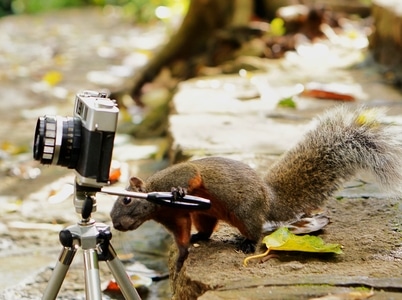 有趣的瞬间-生态-抓拍-松鼠-动物 图片素材