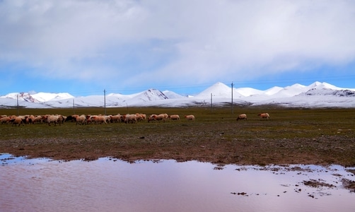 旅行-旅拍-风光-藏地-雪山 图片素材