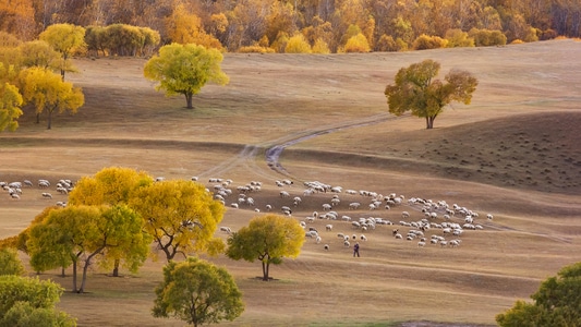 草原-乌兰布统-风光-树-羊群 图片素材