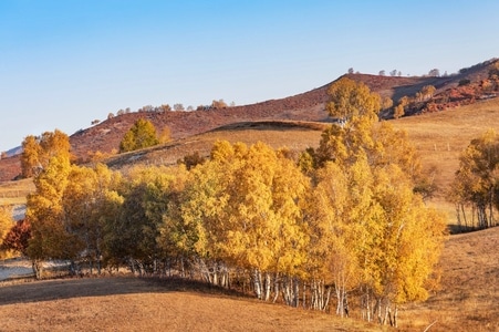 风光-旅拍-白桦树-草原-山 图片素材