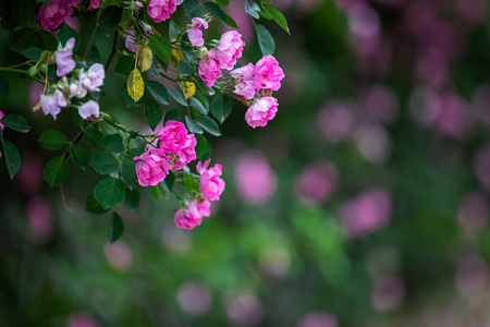 蔷薇花-花卉-蜜蜂-花·-蔷薇花 图片素材