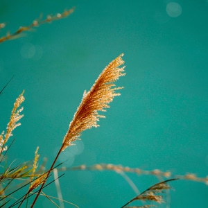 怒江-芦苇-植物-芦苇-秋天 图片素材