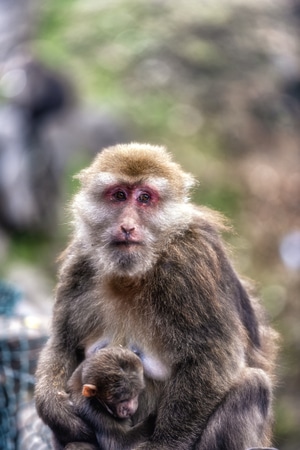 猴子-猴子-小猴子-动物-野生动物 图片素材