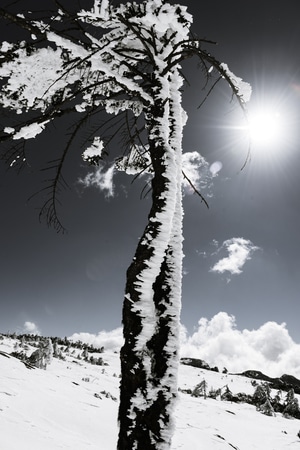 轿子山-昆明-雪景-你好2020-树 图片素材