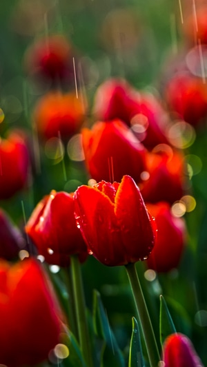 郁金香-红色-水滴-绿叶-红花 图片素材