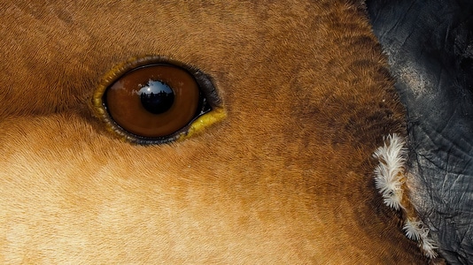 奥林巴斯-鸟类-生态-300pro-眼睛 图片素材