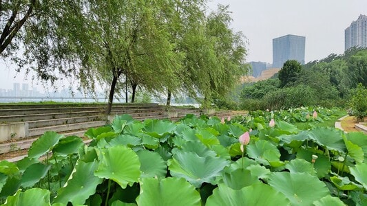 生活-记录-武汉-城市-荷叶 图片素材