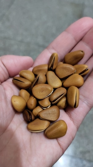 年味-记录-生活-松子-年货 图片素材