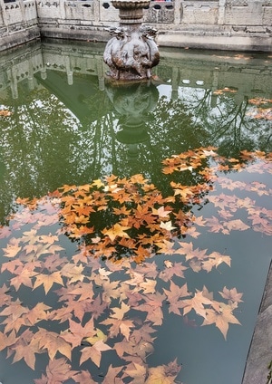 色彩-城市-记录-叶子-水池 图片素材