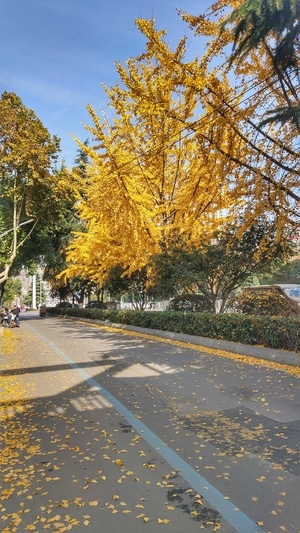 城市-生活-记录-银杏-好天气 图片素材