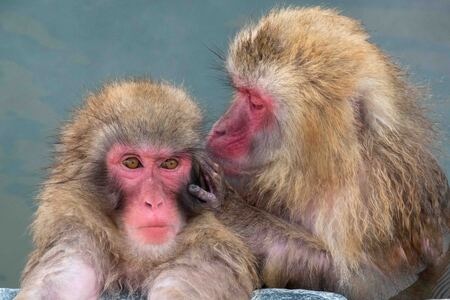 旅行-动物-组照-猴子-动物 图片素材