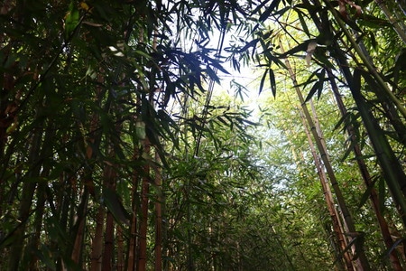 山里-花朵-摄影-风光-风景 图片素材