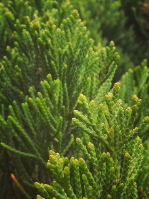 绿色-植物-护眼-春季-植物 图片素材