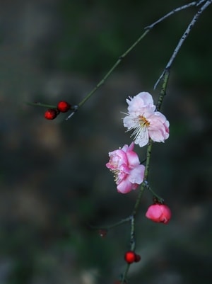 @编辑mix-@像素蜜蜂官方账号-植物-花-花朵 图片素材