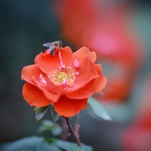 @编辑mix-昆虫-微距-小蜜蜂-昆虫 图片素材