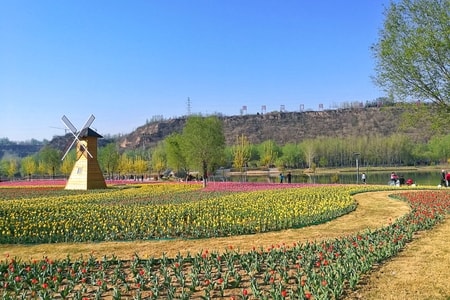 生活的仪态式-花朵-@像素蜜蜂官方账号-郁金香-风景 图片素材