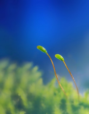 自然-手机微距-嫩芽-植物-芽 图片素材