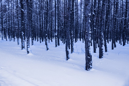 树木-雪原-冬季-风景-树 图片素材