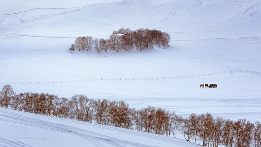 雪原-树木-风景-风光-雪景 图片素材