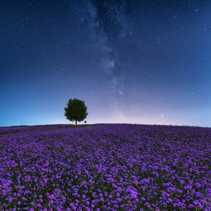 银河-紫色花-夜空-树-风光 图片素材