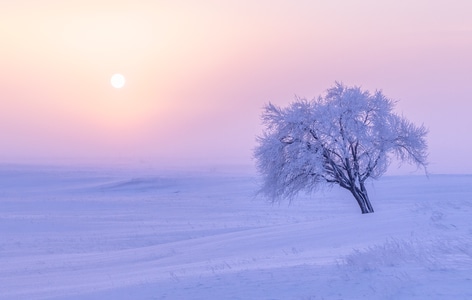 树木-雾气-雪-太阳-风景 图片素材