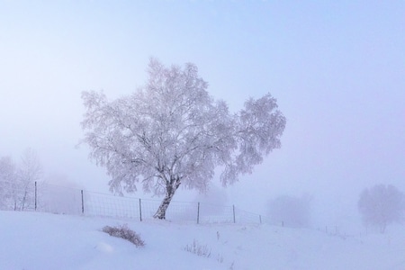雾气-树木-风景-雪景-雪地 图片素材