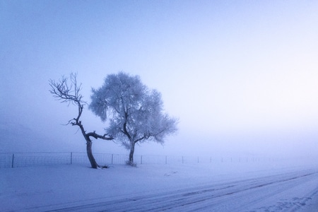 树木-雾气-风景-雪景-雪地 图片素材