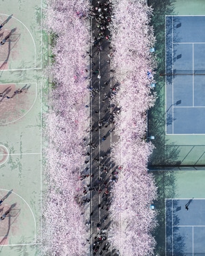 上海-魔都-同济大学-高校-樱花 图片素材