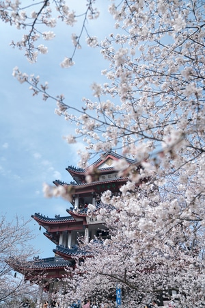 无锡-鼋头渚-旅行-建筑-春 图片素材