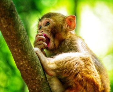 旅行-随手拍-猴子-猕猴-动物 图片素材