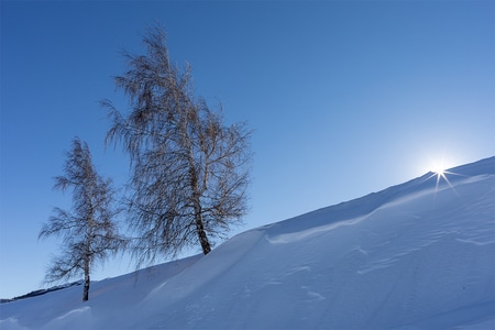 冬季-大雪-壁纸-雪地-树 图片素材