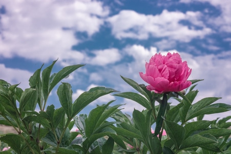 色彩-昆明-花-芍药花-芍药花 图片素材