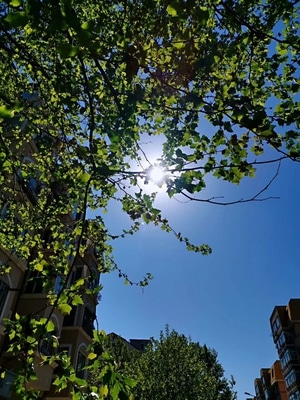 格色旅行日誌-自然-植物-天空-风景 图片素材