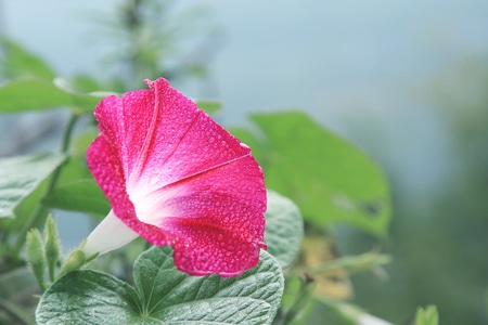 风光-花-鲜花-花朵-喇叭花 图片素材