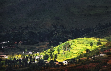 艺术风光-风景-山坡-山林-树 图片素材