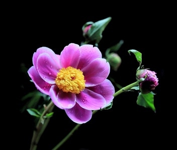 花-花-植物-花卉-芍药 图片素材