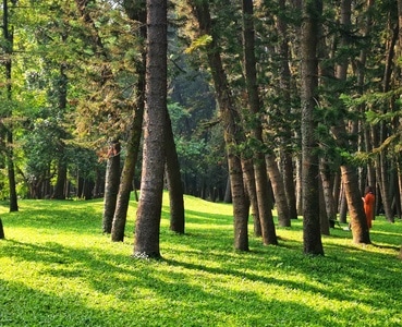 光影-风景-草地-草坪-绿茵 图片素材