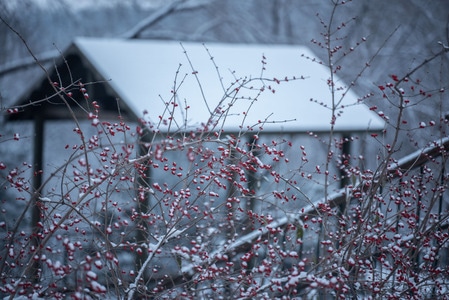 城市-冬天-北京-植物-雪 图片素材