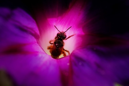 生活-微距-昆虫-昆虫-虫类 图片素材