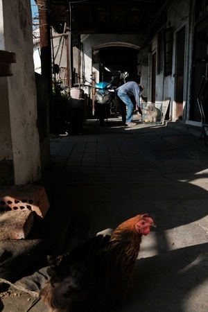上海-人文纪实-街拍-公鸡-母鸡 图片素材