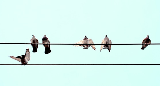 动物-鸽子-绳索-飞机-鸟 图片素材
