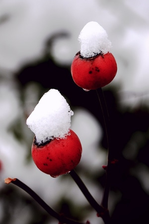 花卉-雪-野玫瑰果-雪-果实 图片素材