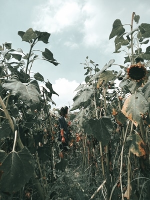 杭州-落败的向日葵🌻-向日葵-植物-女性 图片素材