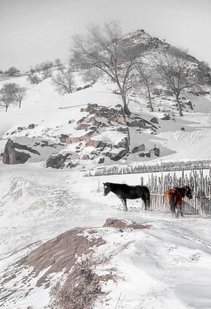 白雪-北国雪景-中国画意-简洁-纯粹 图片素材